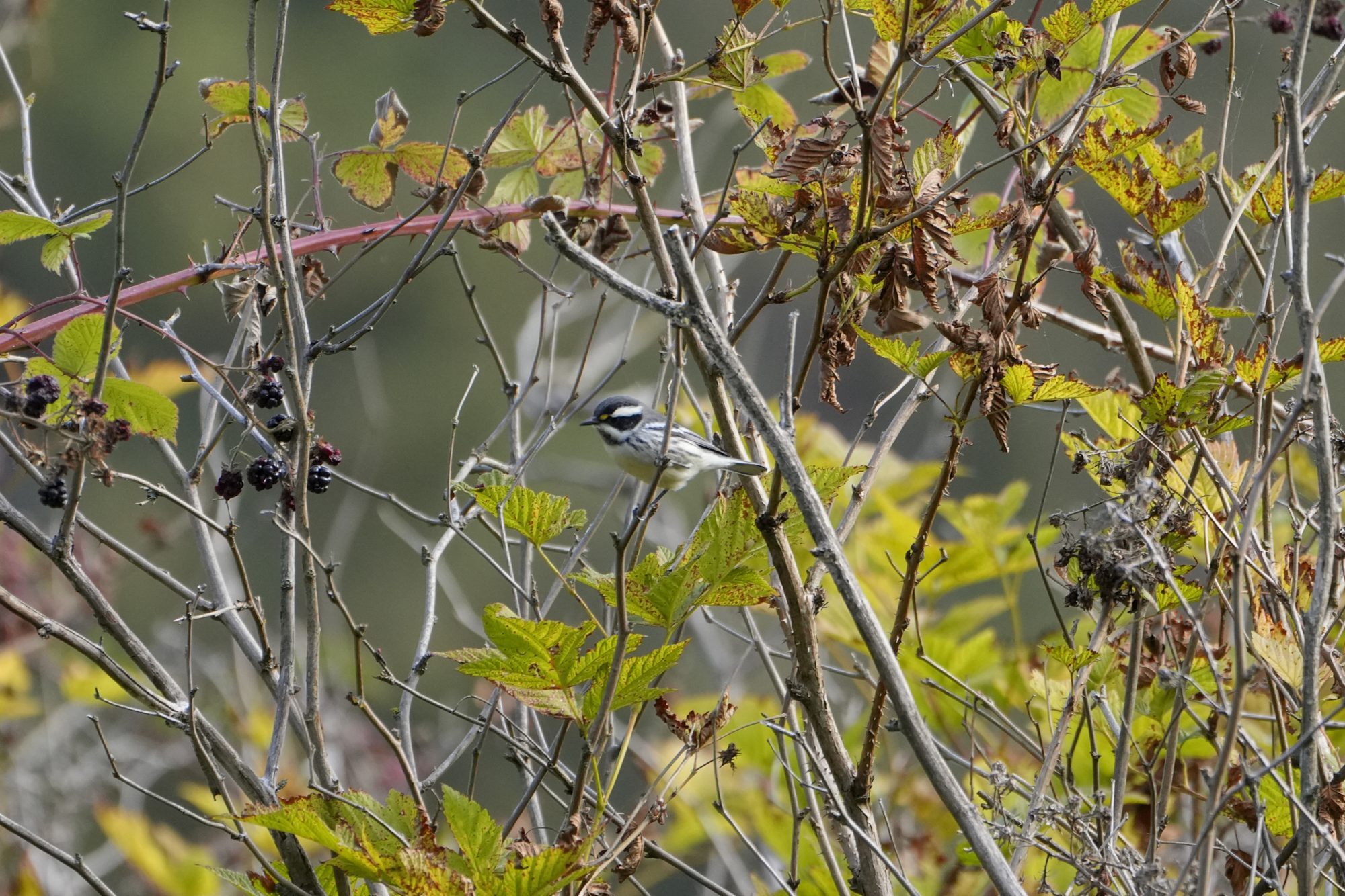 A Black-throated Gray Warbler is sitting on a branch surrounded by greenery