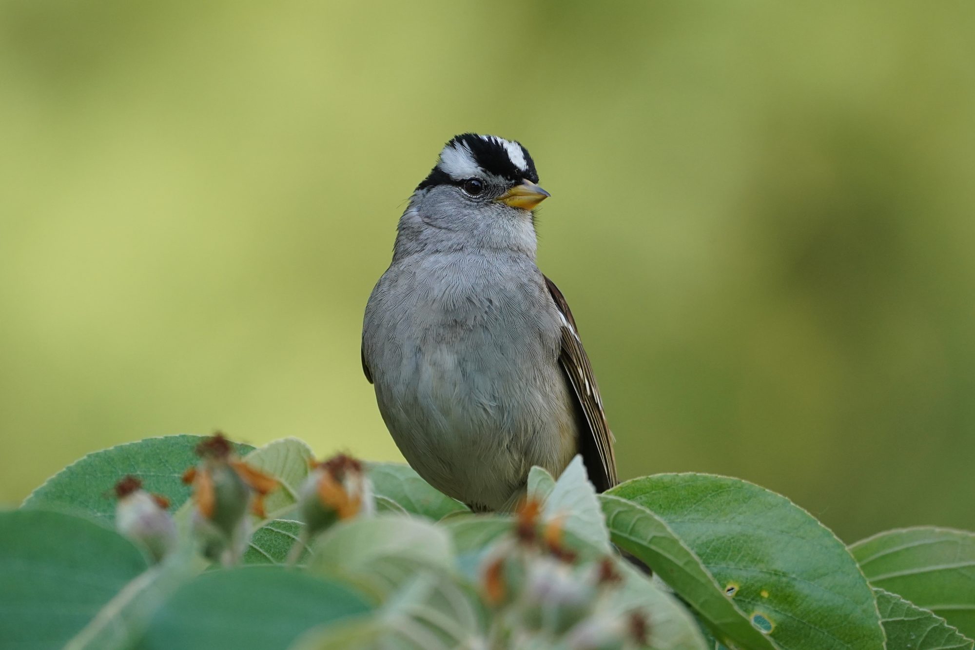 A White-crowned Sparrow is standing on a leafy branch