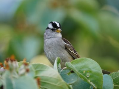 A White-crowned Sparrow is standing on a leafy branch