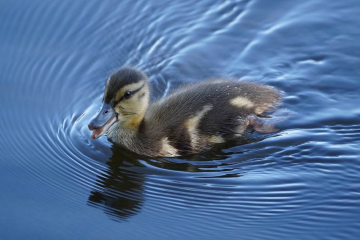 A Mallard duckling is swimming in the shade
