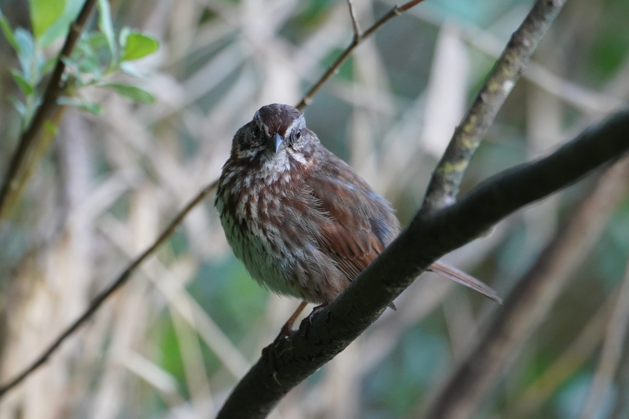 A Song Sparrow is sitting on a branch, its face half in shadow, and looking in my direction