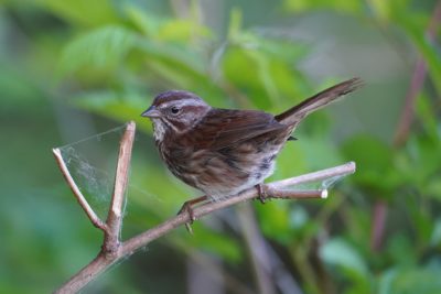 A Song Sparrow is sitting on a branch. Next to it, between two small sub-branches, is an old spiderweb