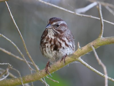 A Song Sparrow is sitting on a branch and looking to the left