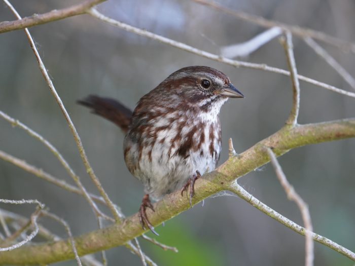 A Song Sparrow is sitting on a branch and looking to the right