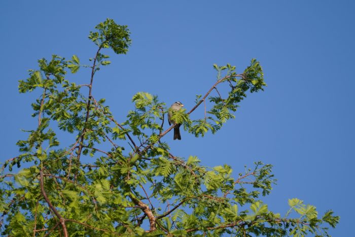 A White-crowned Sparrow sitting high up in a tree