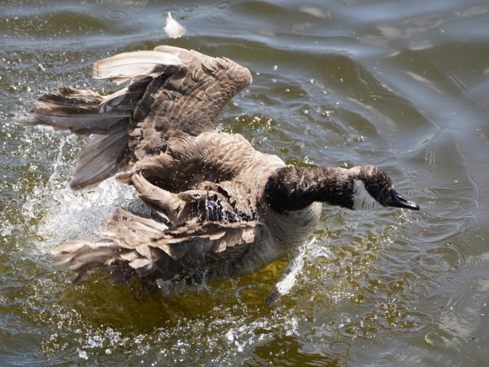 A Canada Goose in the water, shot from above, is vigorously flapping its wings and splashing around