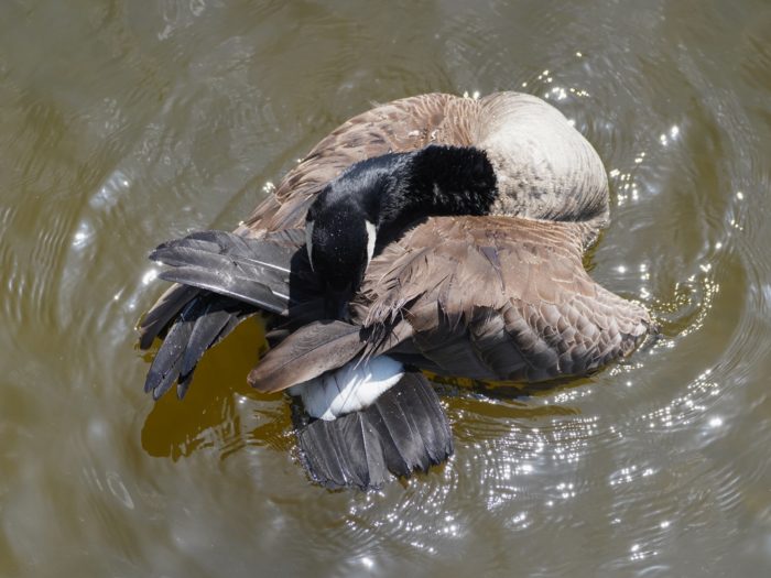 A Canada Goose in the water, shot from above, and twisting its neck to preen around its tail