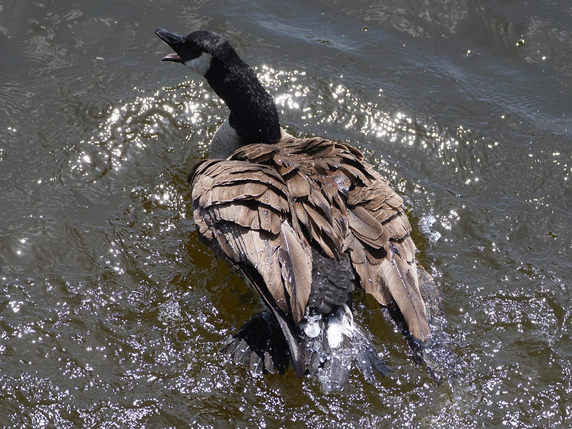 A Canada Goose in the water, shot from above, is flapping its wings and honking