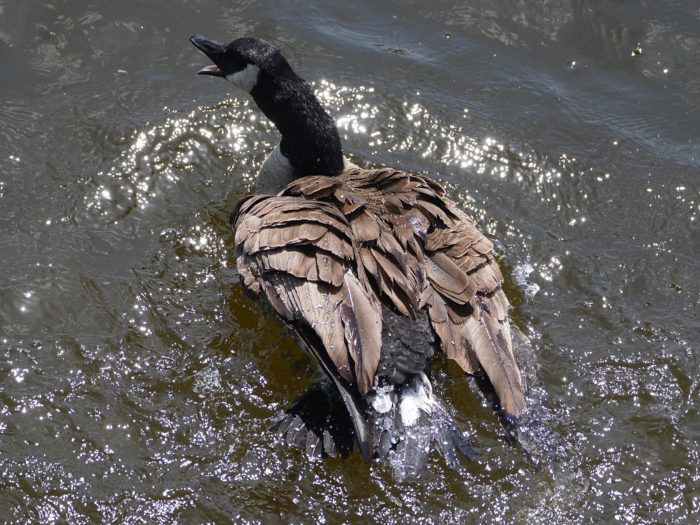 A Canada Goose in the water, shot from above, is flapping its wings and honking