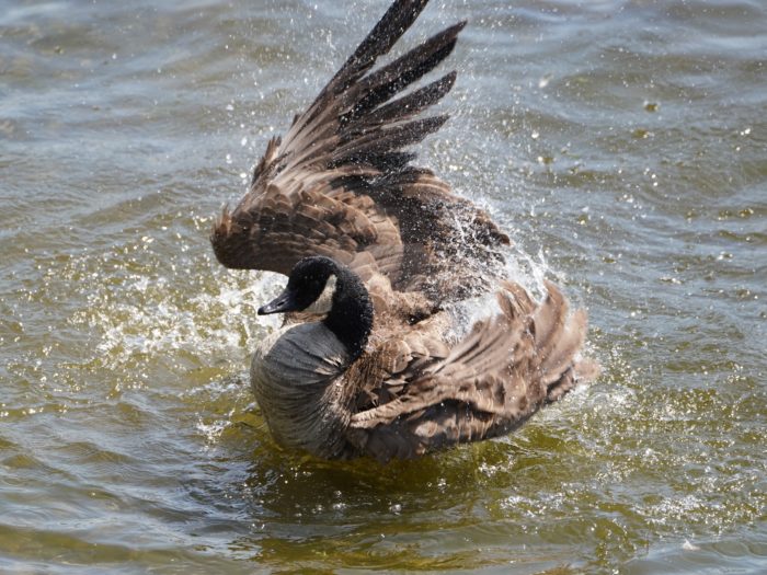 A Canada Goose in the water, shot from above, is vigorously flapping its wings and splashing around