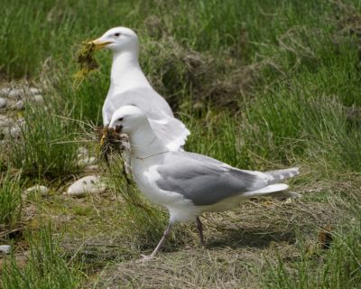 Two Glaucous-winged Gulls each carrying a chunk of soil and grass in their bills