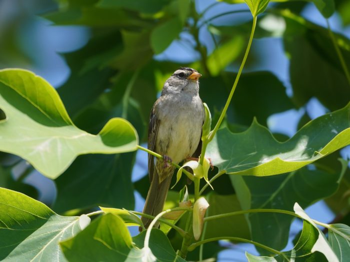 A White-crowned Sparrow is standing tall, surrounded by green leaves