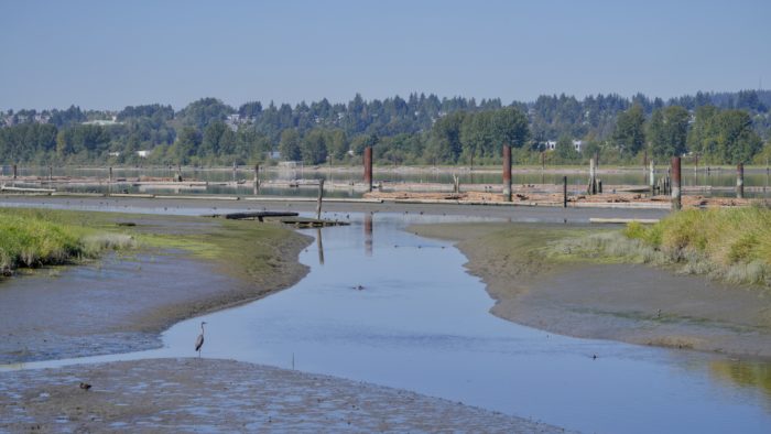 View of Pitt River from the trail. Close to us is a wide shallow creek with a heron and various ducks