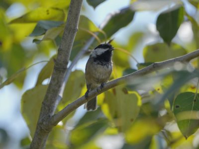 A Black-capped Chickadee is in a tree, surrounded by green leaves