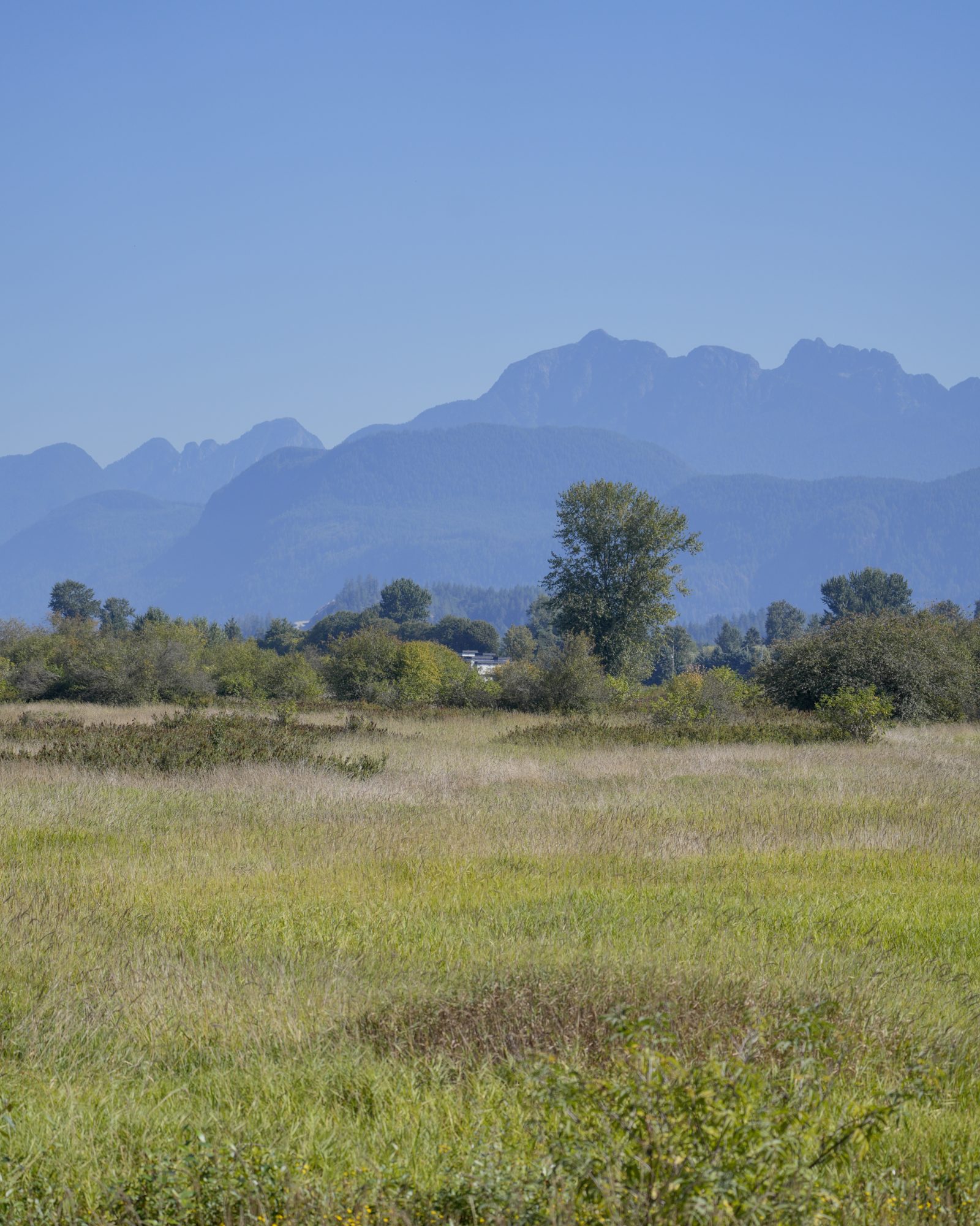 A portrait shot of the landscape along the Alouette River. High grasses, trees and mountains