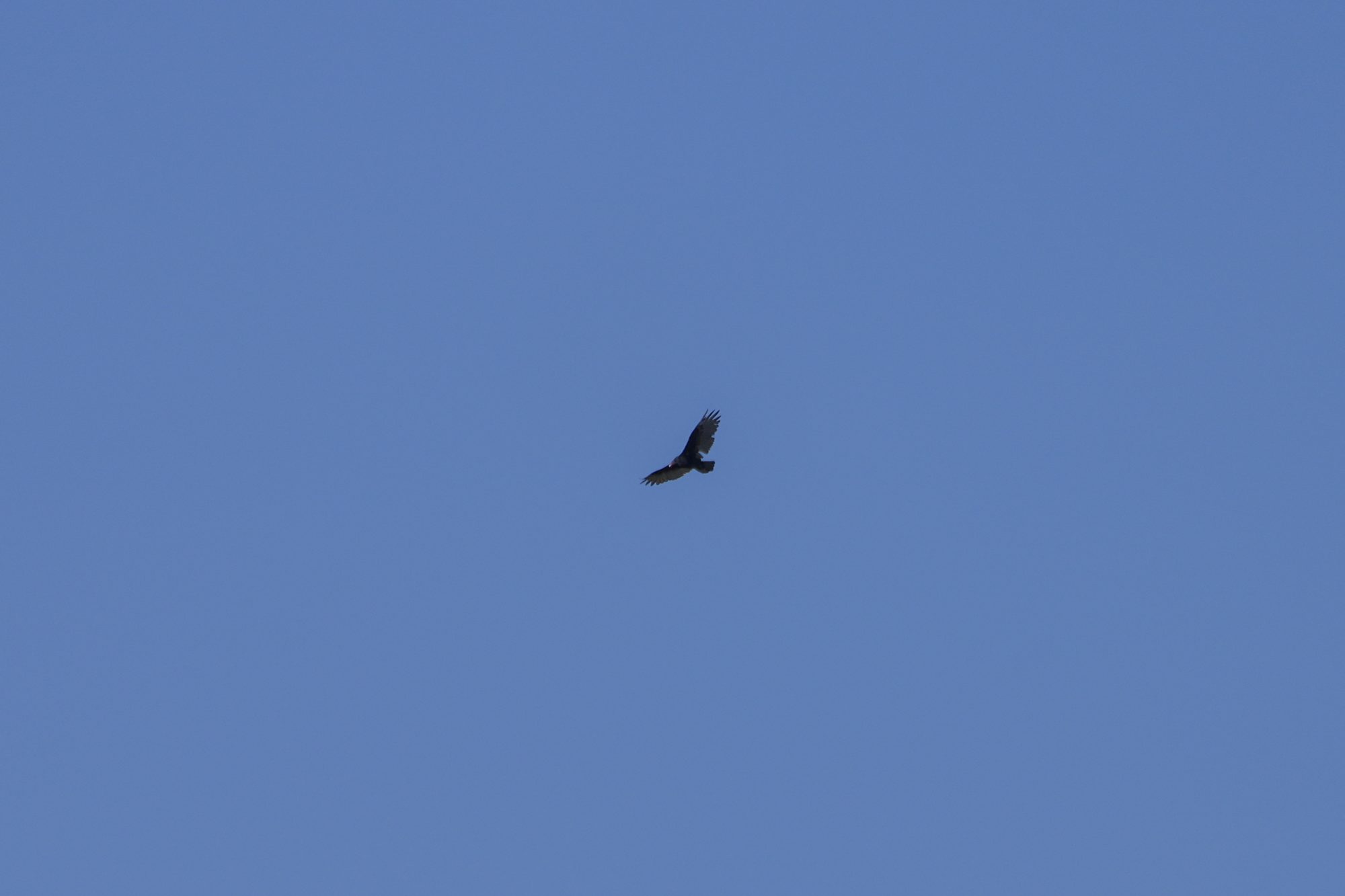 A Turkey Vulture soaring far up, in a blue sky