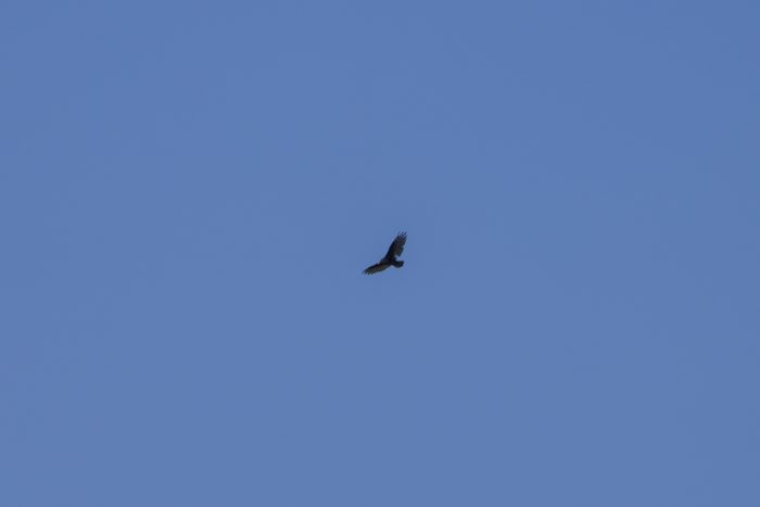 A Turkey Vulture soaring far up, in a blue sky