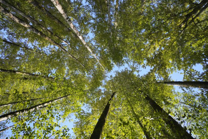 Looking straight up at the tops of trees