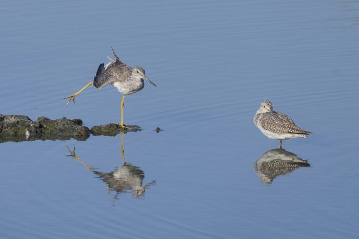 Two Greater Yellowlegs, one napping and the other stretching