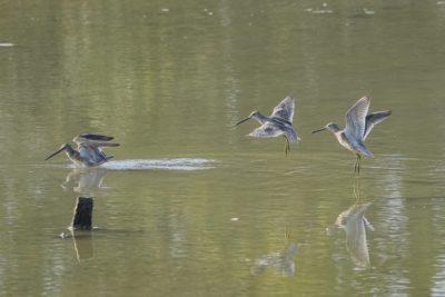 Greater Yellowlegs landing in water, shot against the light