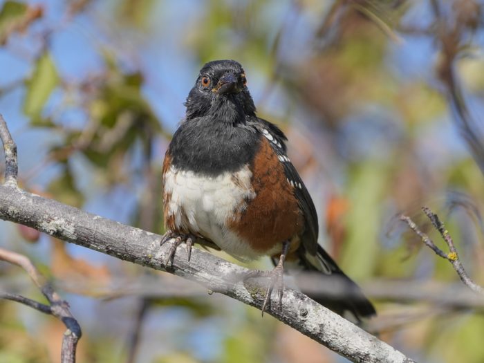 Spotted Towhee on a branch, looking in my direction