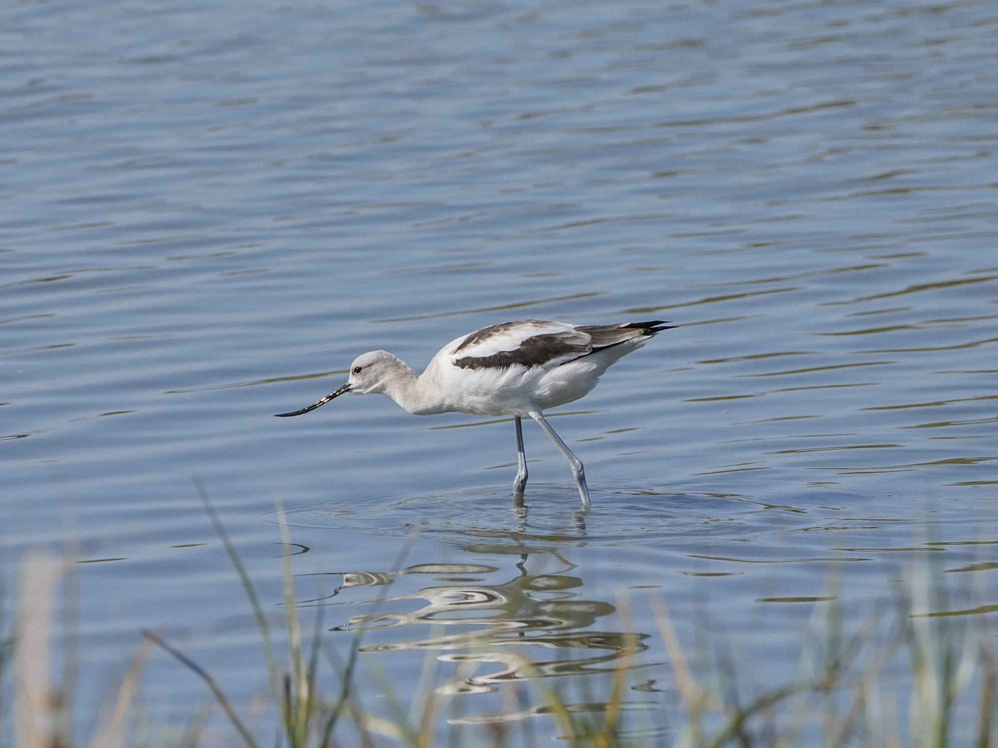 An American Avocet, an elegant shorebird with white body, black-and-white wings and a slim black upturned bill, is wading knee-deep in water