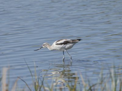 An American Avocet, an elegant shorebird with white body, black-and-white wings and a slim black upturned bill, is wading knee-deep in water