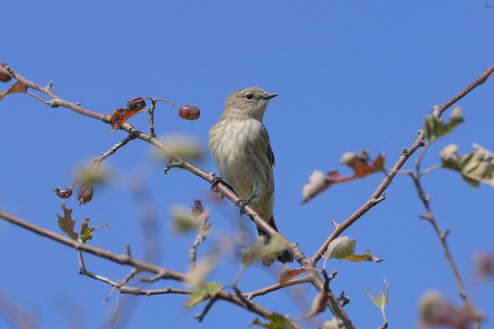 female Yellow-rumped Warbler is sitting on a branch