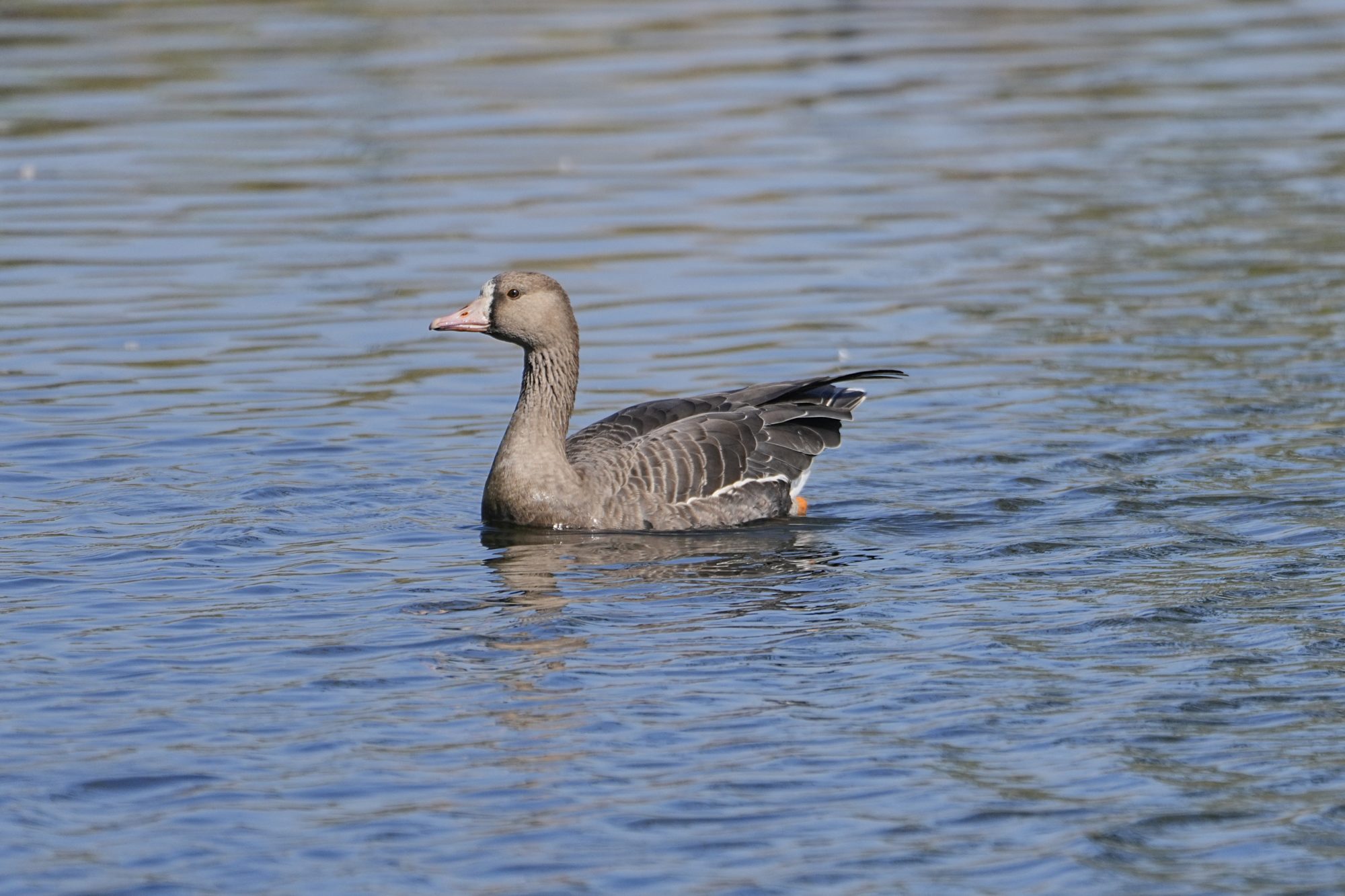 A Greater White-fronted Goose -- a mostly brown goose with a white face patch above its bill -- is swimming in the water