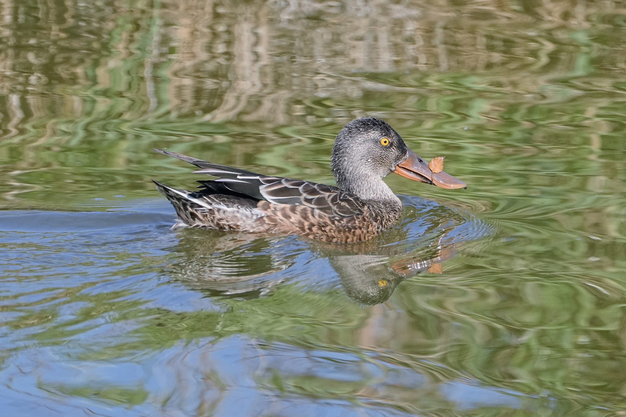An immature male Northern Shoveler with a dead leaf on its billl