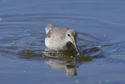 A Greater Yellowlegs is standing belly-deep in water, with a tiny fish in its beak