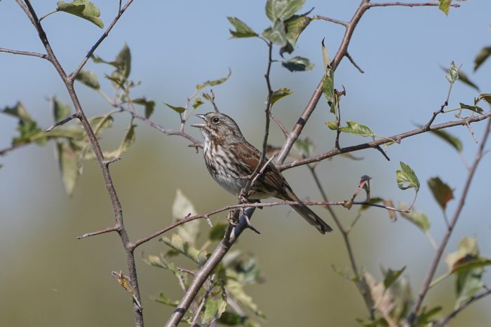 A Song Sparrow is sitting in a tree and singing