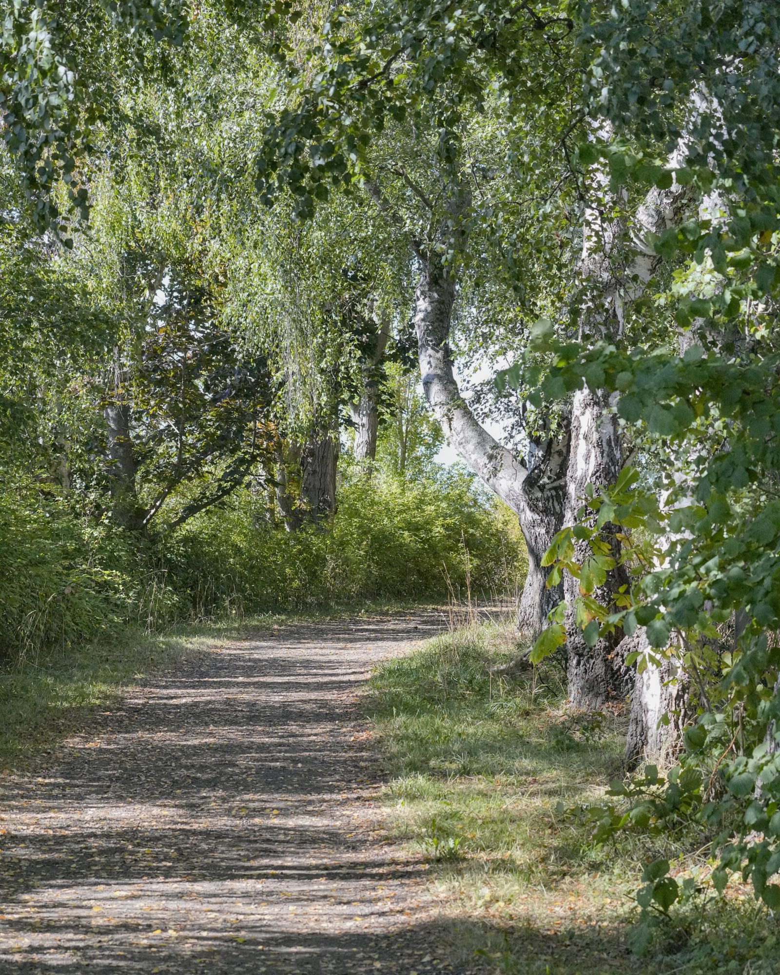 A little green shaded trail in the Reifel Bird Sanctuary