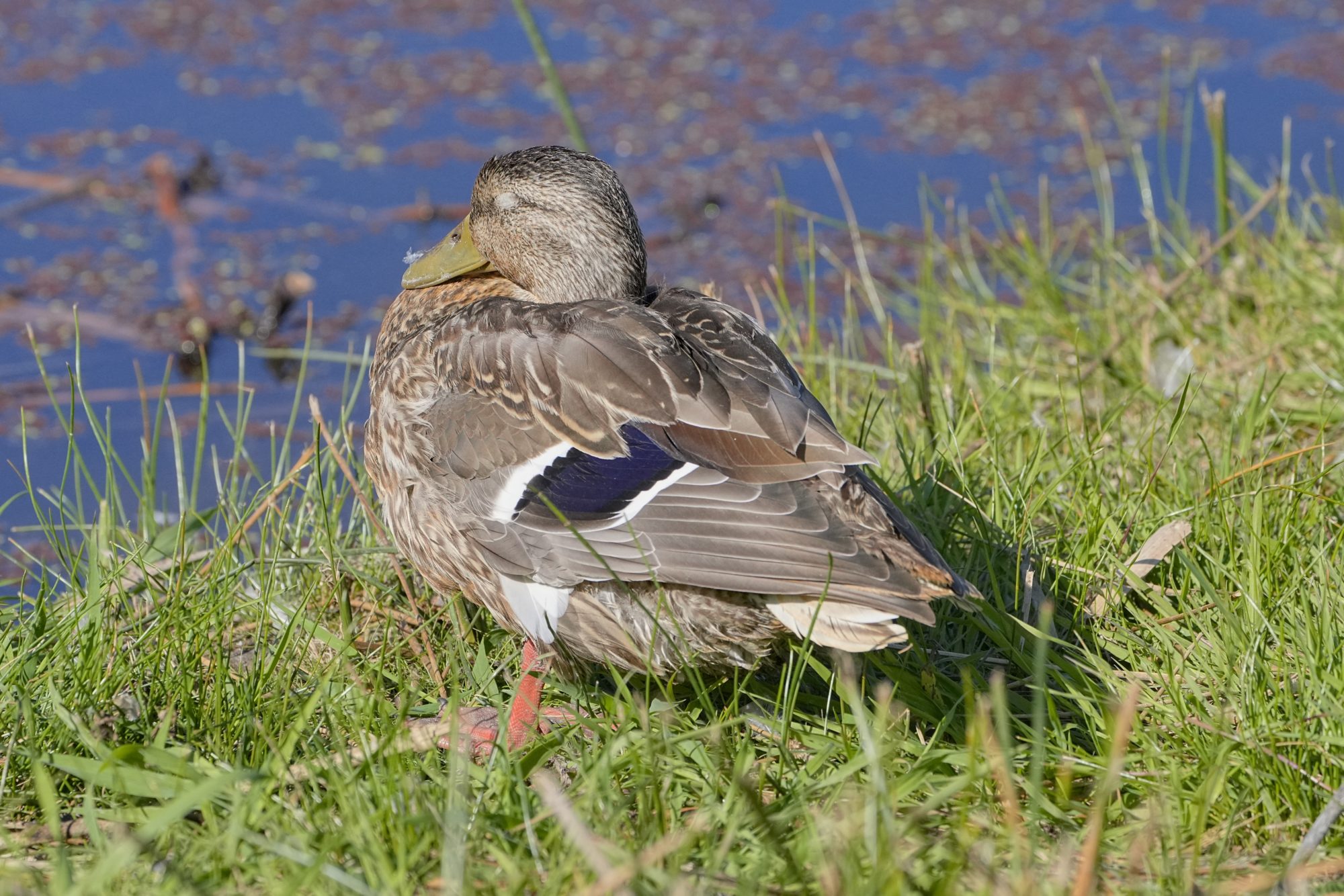 An eclipse male Mallard is napping in the grass by the water with his eyes closed