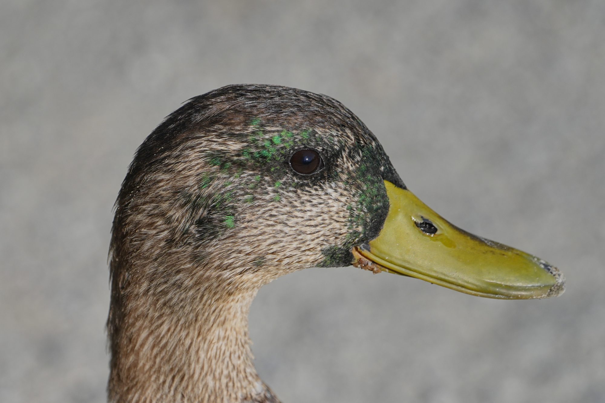 A male Mallard Duck changing back into his adult colours