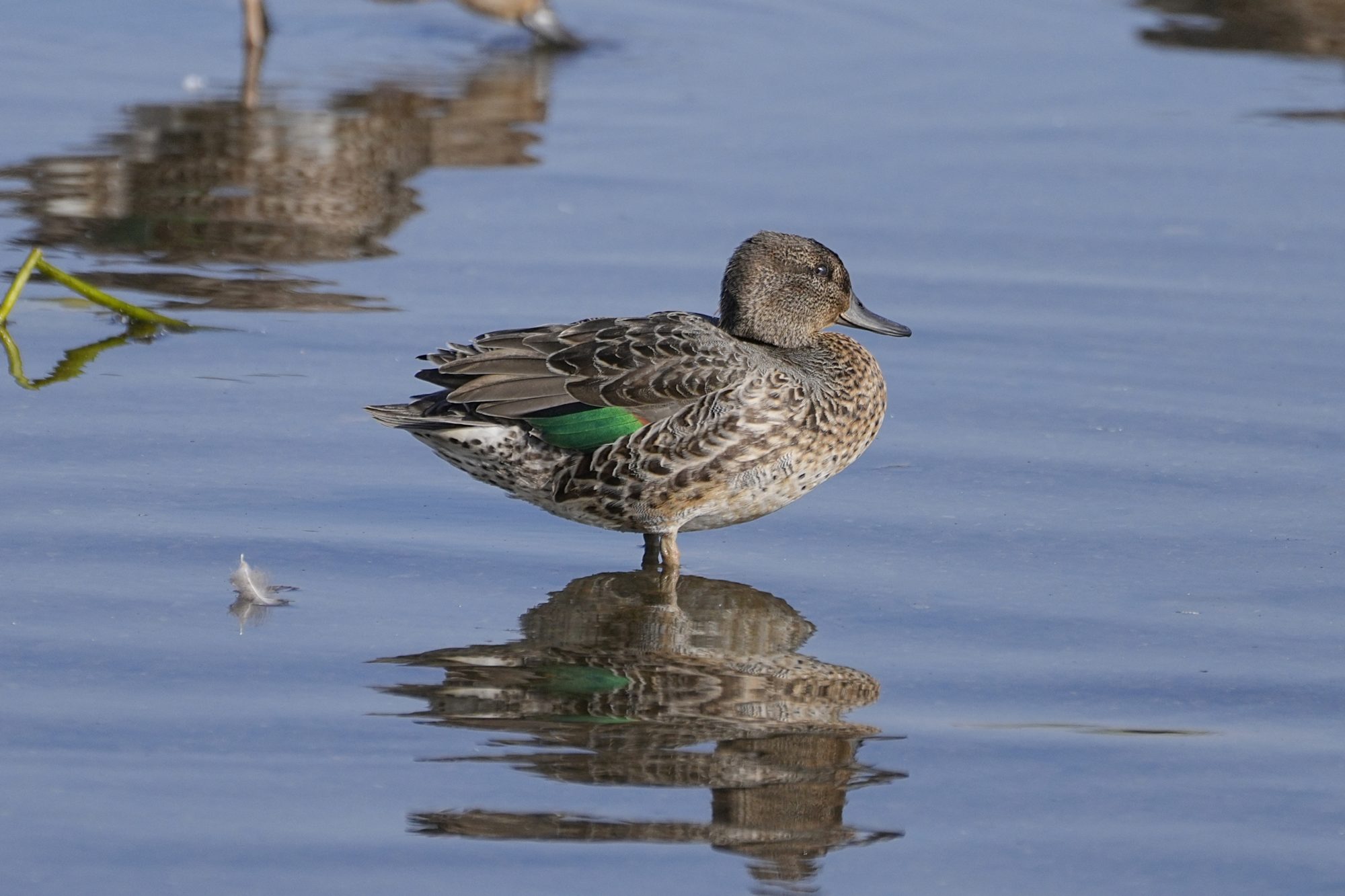 A female Green-winged Teal is standing ankle-deep in the water