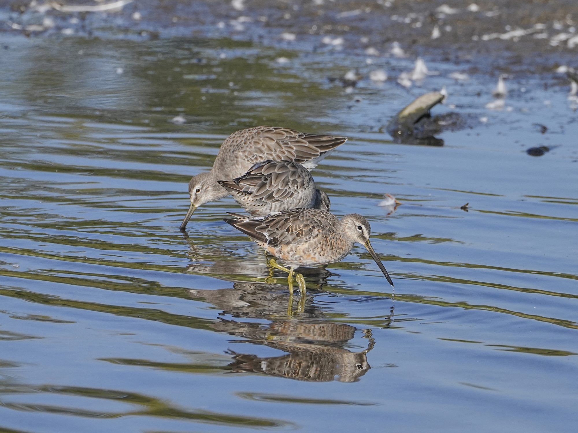 Three Greater Yellowlegs foraging together in a row