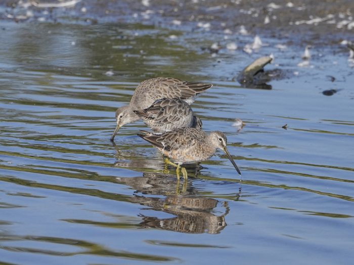 Three Greater Yellowlegs foraging together in a row