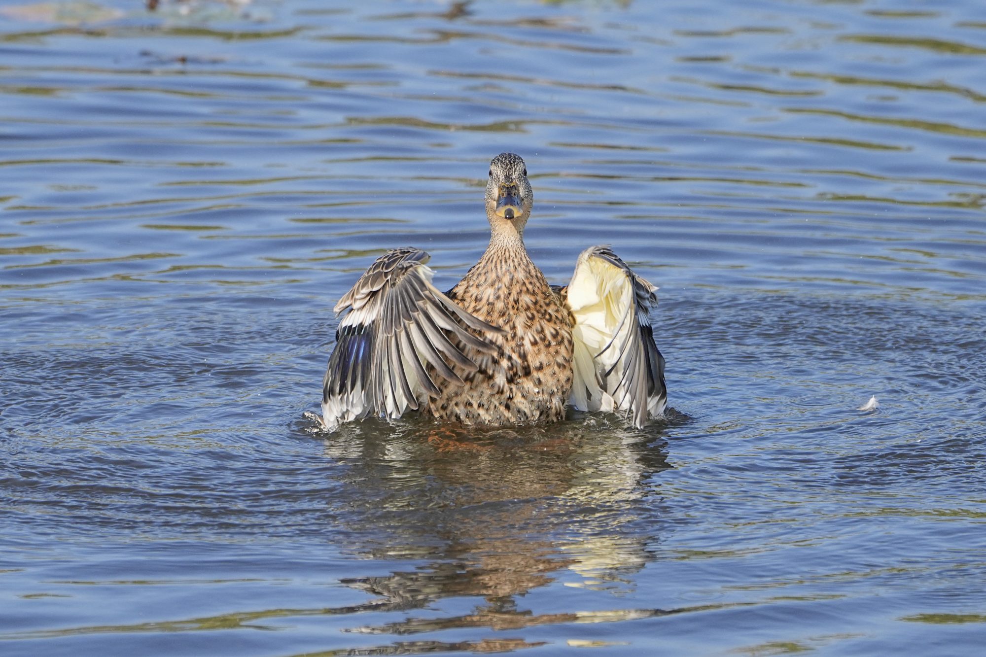 A female Wood Duck is in the water, flapping her wings