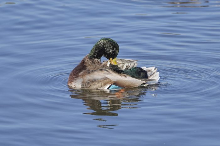 A male Mallard is in the water, preening himself