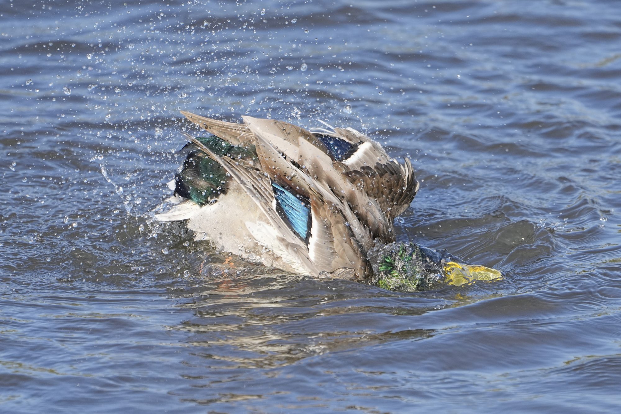 A male Mallard Duck twisting and splashing in the water