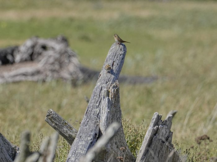 A Savannah Sparrow and a Lincoln's Sparrow together on a grey tree stump