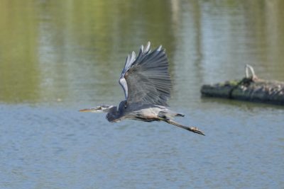 A Great Blue Heron in flight, low over water