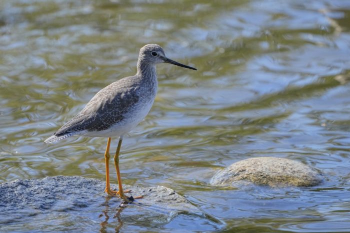 A Greater Yellowlegs standing on a barely-submerged rock, surrounded by water