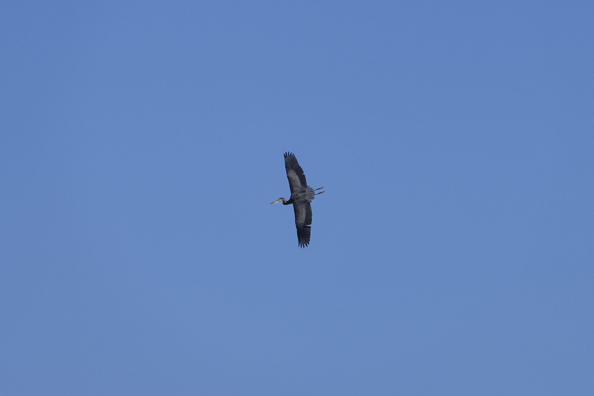 A Great Blue Heron in flight, banking so we can see the full spread of its wings