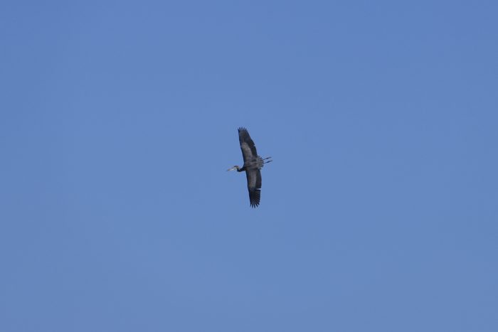 A Great Blue Heron in flight, banking so we can see the full spread of its wings