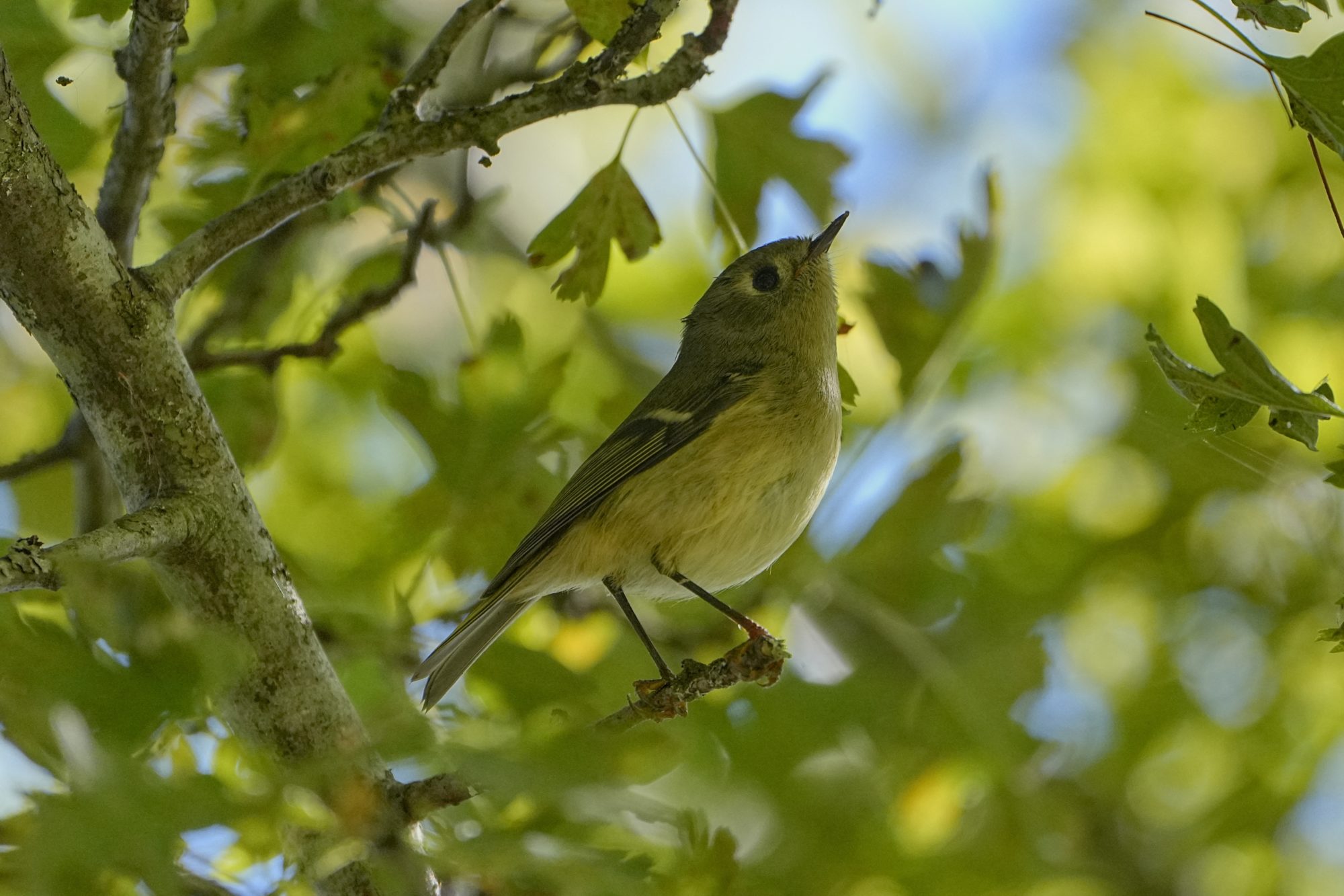 A Ruby-crowned Kinglet on a little branch, surrounded by greenery