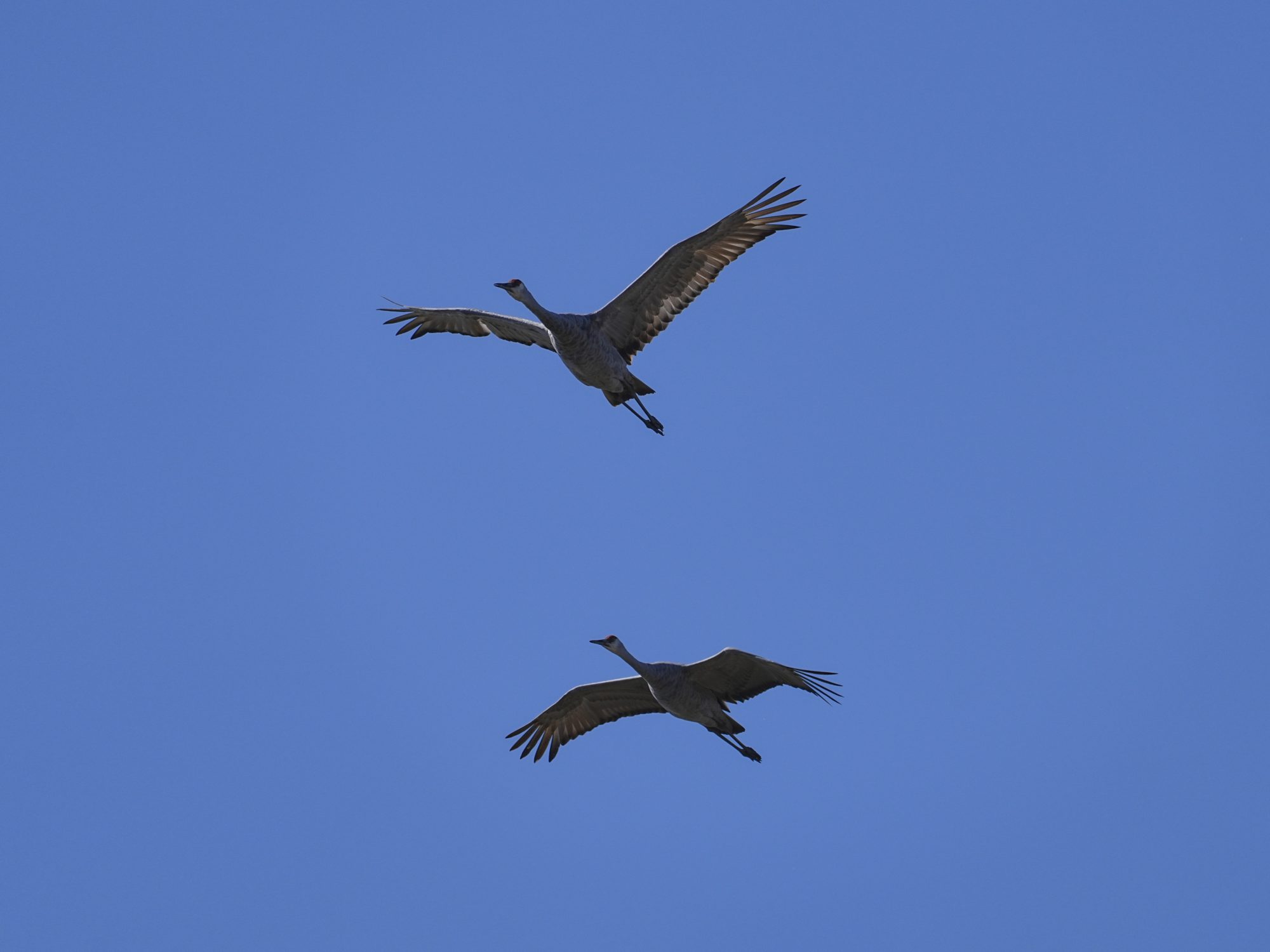 Two Sandhill Cranes in flight