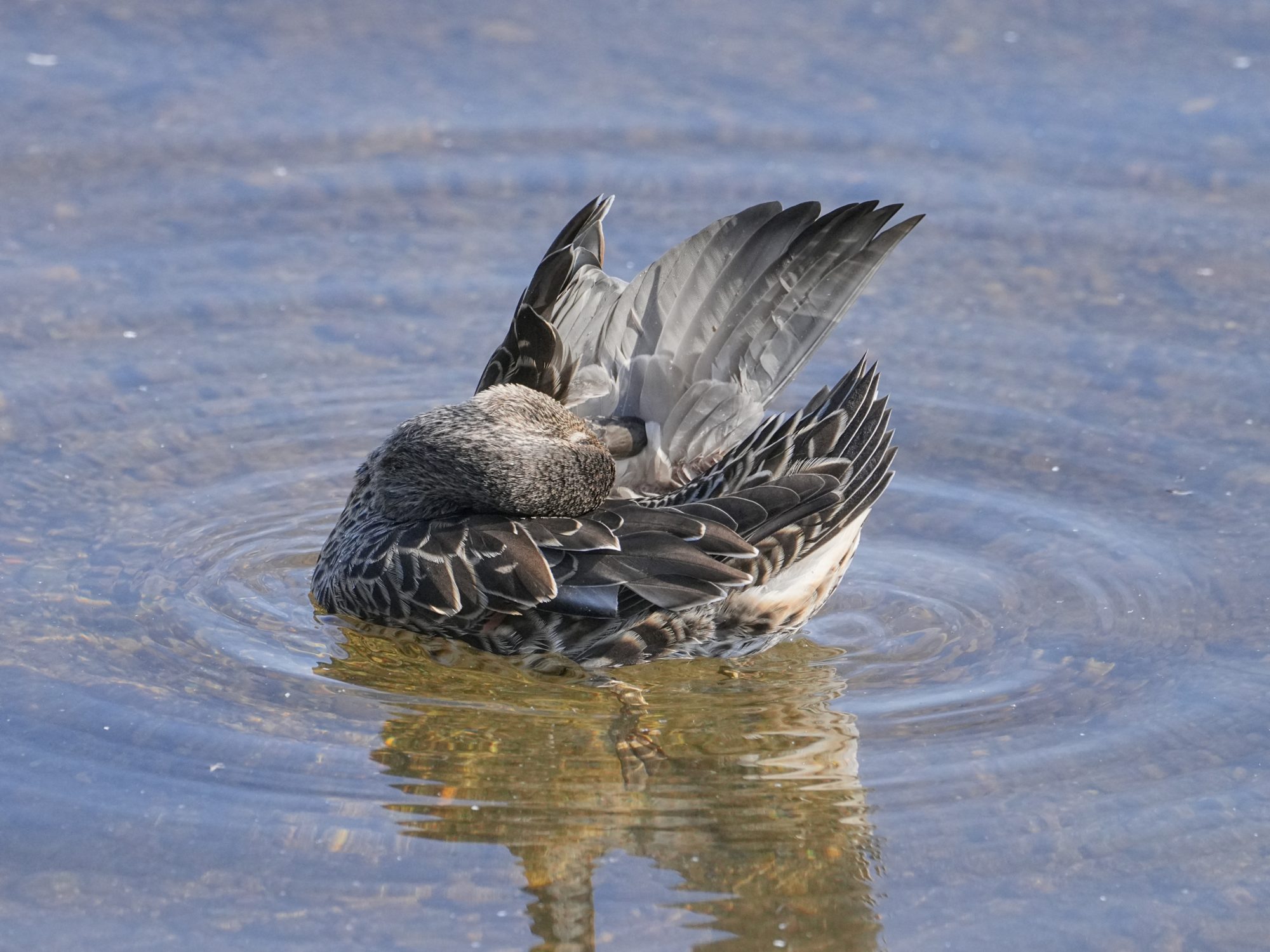 A Green-winged Teal is floating in the water, preening