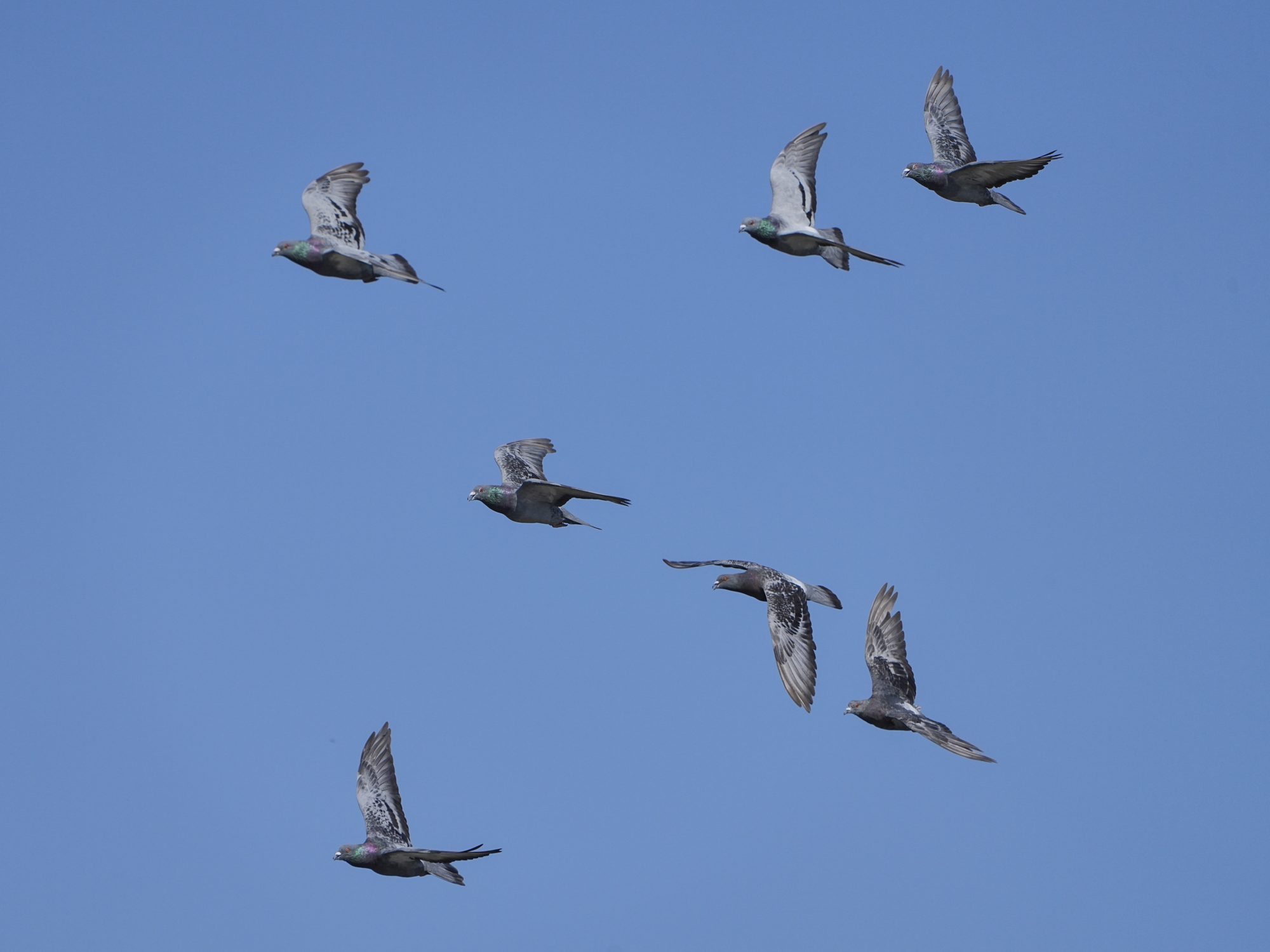A number of Rock Pigeons in flight against a blue sky